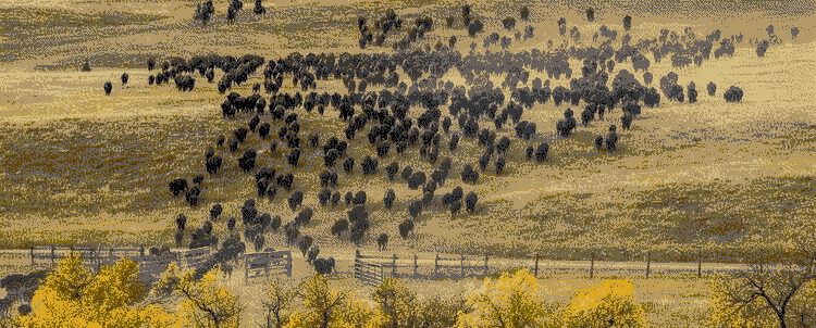 A pixelated image depicting a herd of a few hundred bison running across a field toward a foreground of yellow-leaved trees.